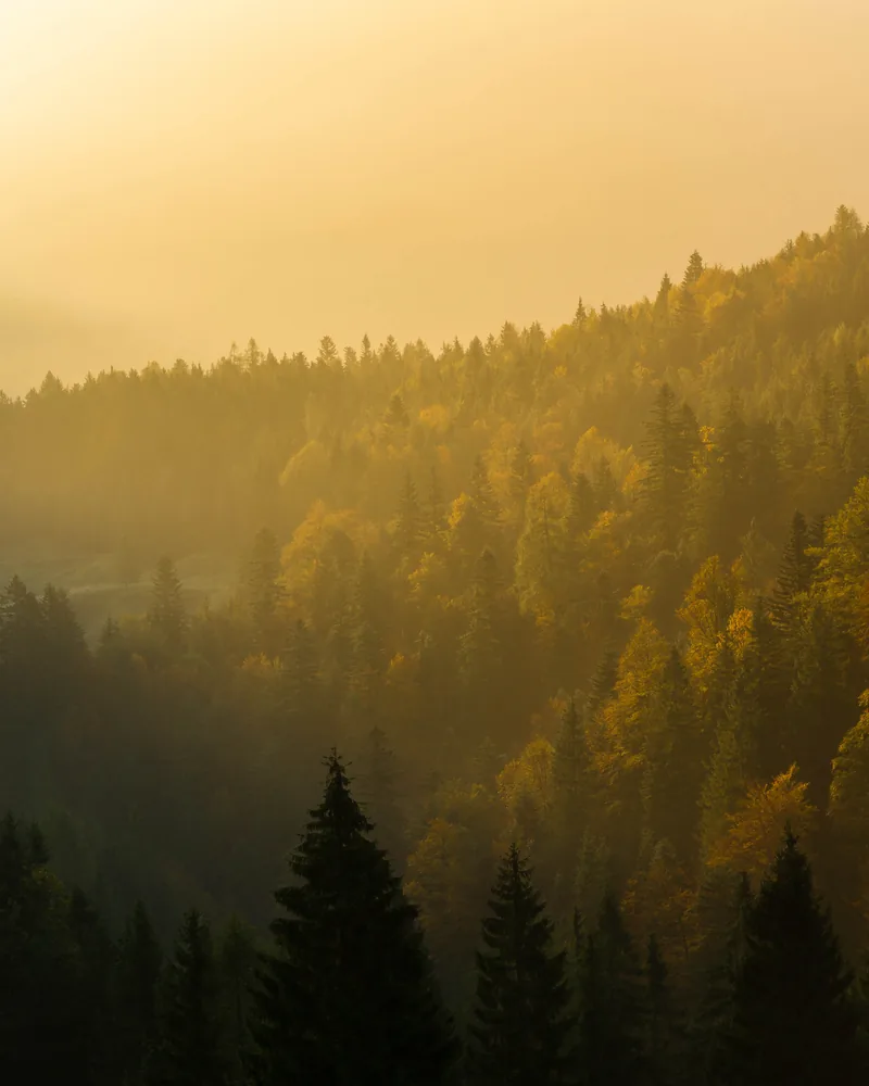 Fog over a mountain forest in warm morning light